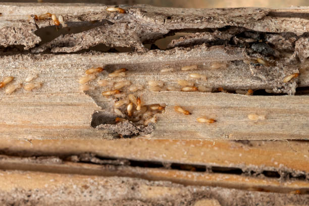Best Exterminator Services  in Austin, TX